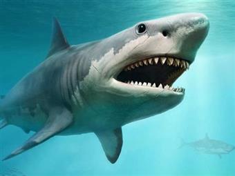 Dünyada Yaşamış En Büyük Canlı | Megalodonlar