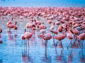 Flamingolar Neden Pembedir?